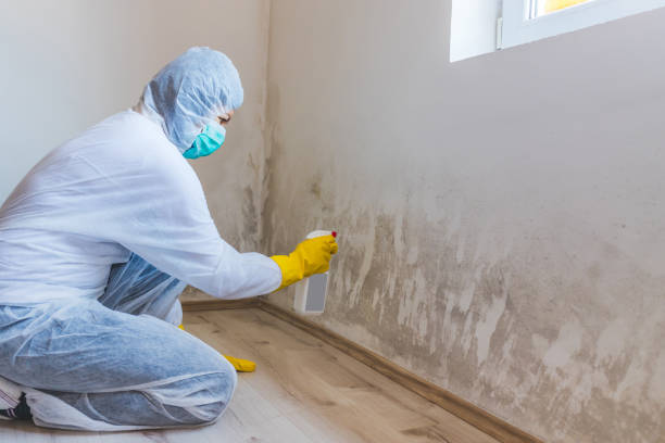 Licensed Basement Mold Removal service in Palatine, IL - WQB Mold Removal