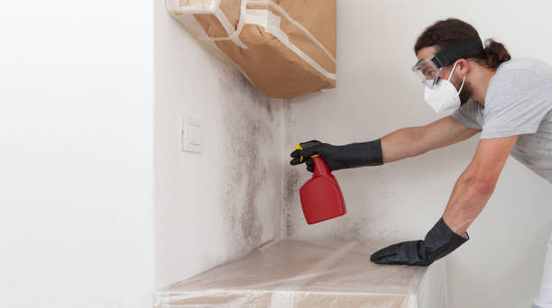 Professional Basement Mold Removal technician working in Palatine, IL