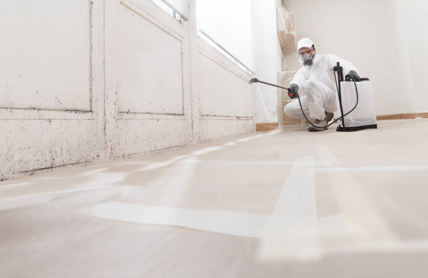 24/7 Emergency Basement Mold Removal experts in Palatine, IL