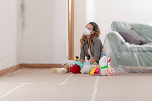 Reliable Basement Mold Removal contractor in Palatine, IL by WQB Mold Removal