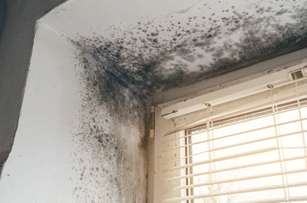 Affordable Basement Mold Removal solutions in Palatine, IL