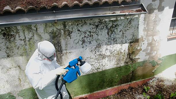 Top rated local Basement Mold Removal specialists in Palatine, IL